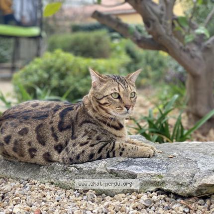 Photo de chat perdu à La Ciotat