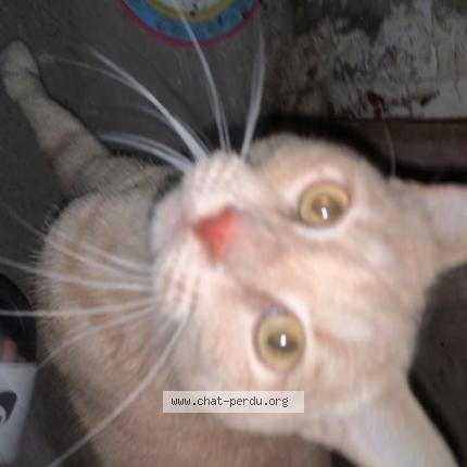 Photo 1/1 Chat retrouvé Trouvé à Vitry Sur Seine