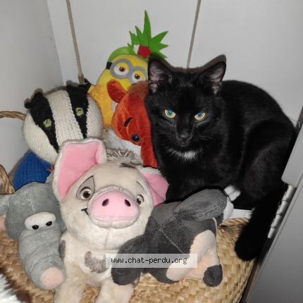 Photo de chat perdu à Bondues