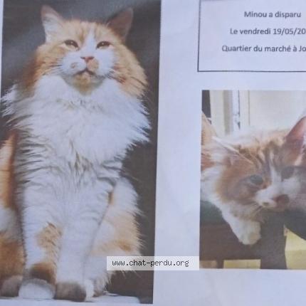 Photo 1/1 Chat retrouvé Perdu à Jonzac