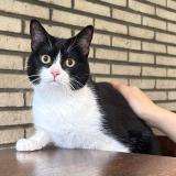 Photo de chat perdu à Bruxelles