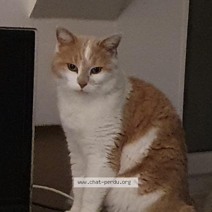 Photo de chat perdu à Brehal