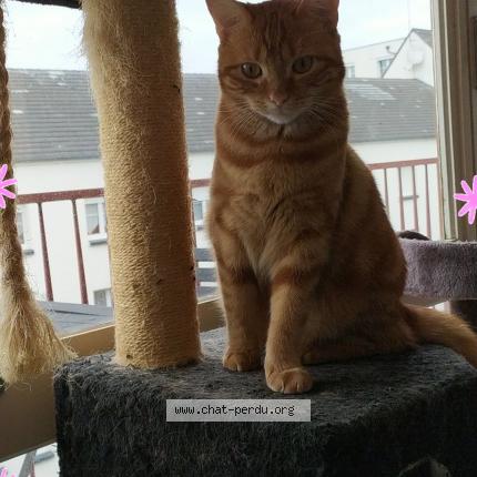 Photo de chat perdu à Saint Andre Les Vergers