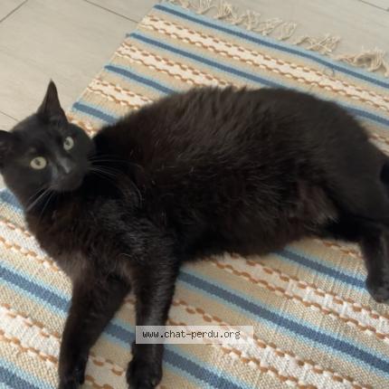 Photo 1/1 Chat retrouvé Perdu à Molenbeek Saint Jean Bruxelles