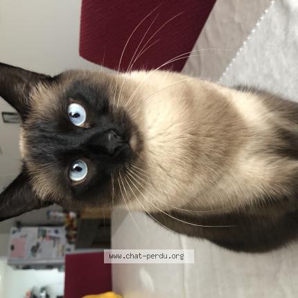 Photo de chat perdu à Armentieres