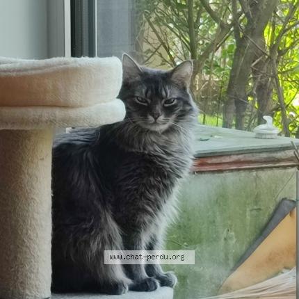 Photo 1/1 Chat retrouvé Perdu à Forest