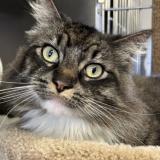 Photo de chat perdu à New Westminster