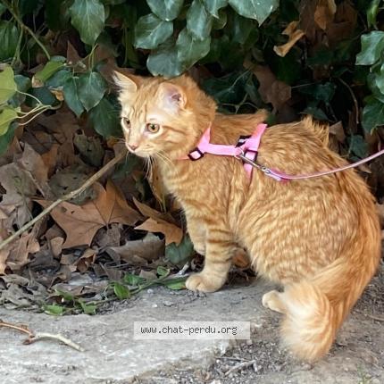 Photo de chat perdu à Le Puy Saint Reparade