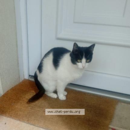 Photo de chat perdu à Nogent Le Roi