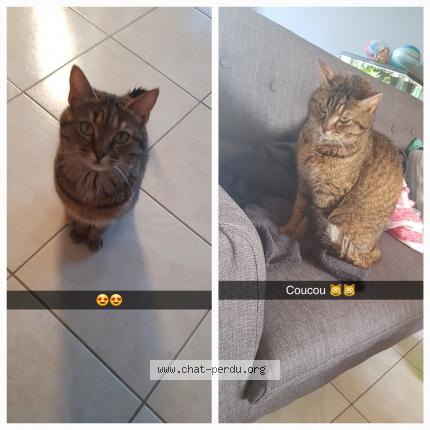 Photo de chat perdu à Saint Jean Des Baisants