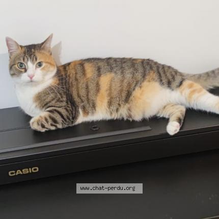 Photo de chat perdu à Creteil