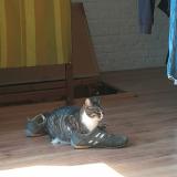 Photo de chat perdu à Ixelles