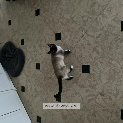 Photo 1/1 Perle Chat perdu à Lynde