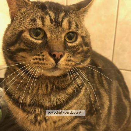 Photo de chat perdu à Armentieres
