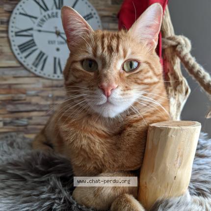 Photo de chat perdu à Champhol