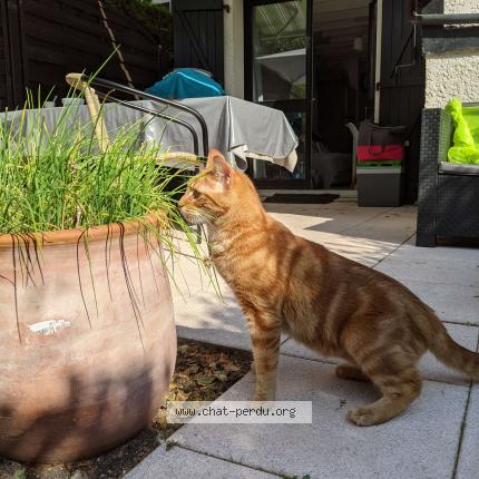 Photo 2/3 Chat retrouvé Perdu à Champhol