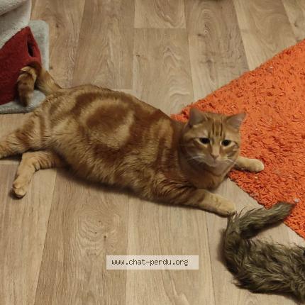 Photo 3/3 Chat retrouvé Perdu à Champhol