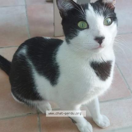 Photo de chat perdu à Beaucaire
