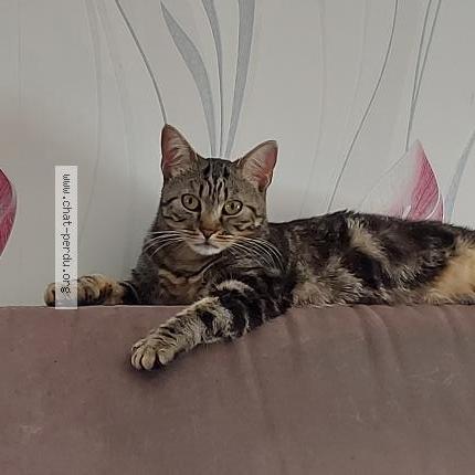 Photo 1/1 Chat retrouvé Perdu à Salbris