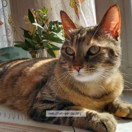 Photo 1/1 Chat retrouvé Perdu à Bordeaux