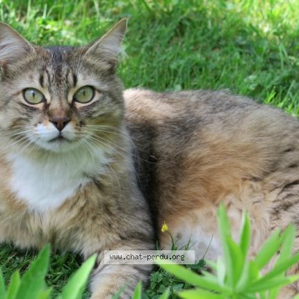 Photo de chat perdu à Meylan