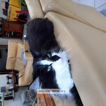 Photo de chat perdu à Noyelles Les Seclin