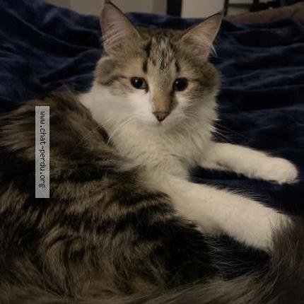 Photo 1/1 Chat retrouvé Perdu à Chazay D Azergues