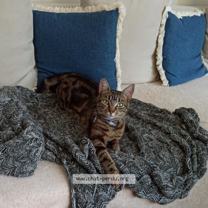 Photo de chat perdu à Lorient