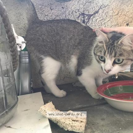 Photo de chat trouvé à Poitiers