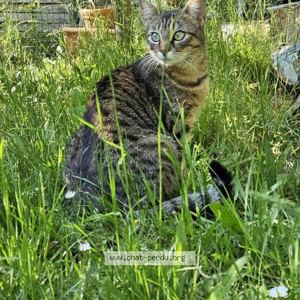 Photo 1/1 Chat retrouvé Perdu à Cergy
