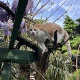 Photo de chat perdu à Houilles