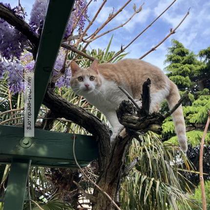 Photo 1/1 Chat retrouvé Perdu à Houilles