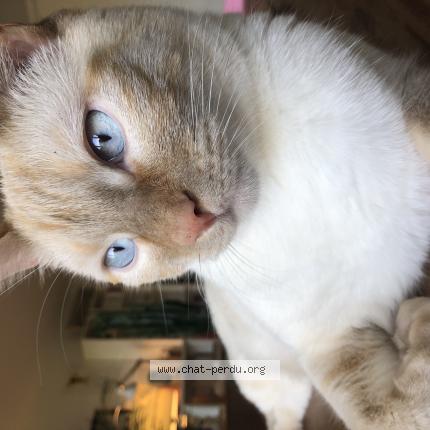 Photo de chat perdu à Nogent Sur Marne