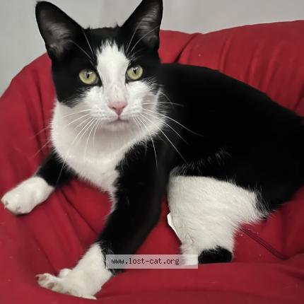 Photo 1/1 Chat retrouvé Perdu à Dundas