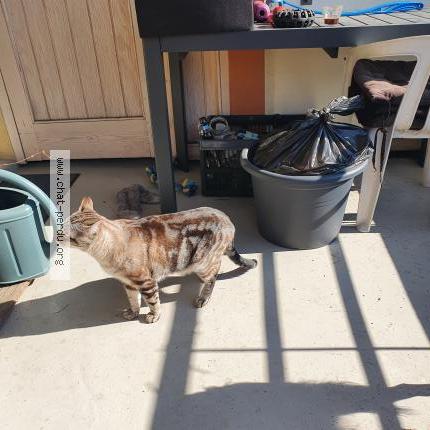 Photo de chat perdu à Pontcharra