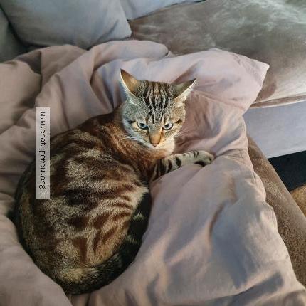 Photo 2/3 Chat retrouvé Perdu à Pontcharra