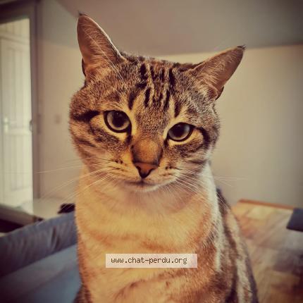 Photo 3/3 Chat retrouvé Perdu à Pontcharra