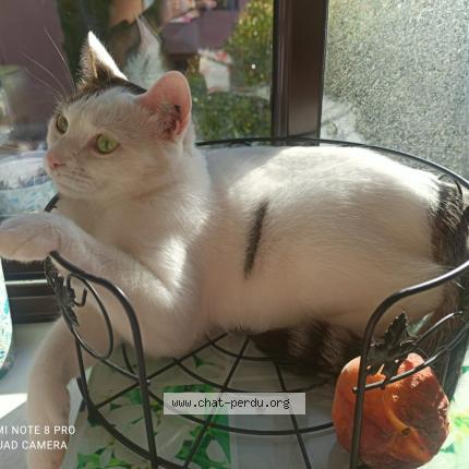 Photo de chat perdu à Montlaur