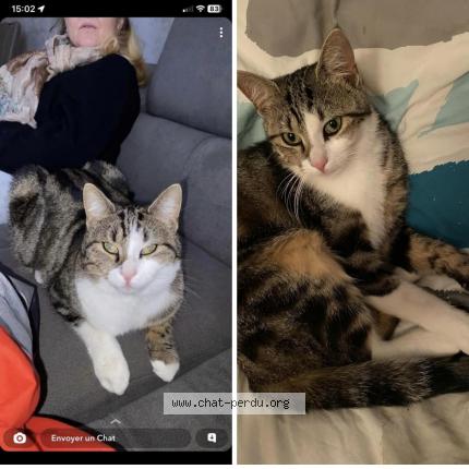 Photo 1/1 Chat retrouvé Perdu à Evreux