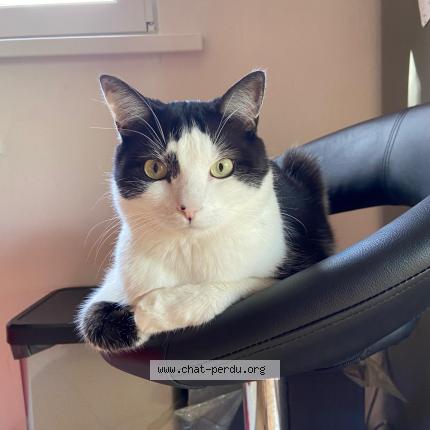 Photo de chat perdu à Sentheim