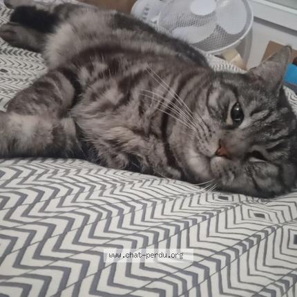 Photo 1/1 Chat retrouvé Perdu à Varangeville