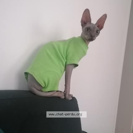 Photo de chat trouvé à Montpellier