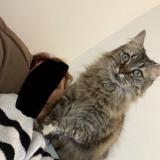 Photo de chat perdu à Oyonnax