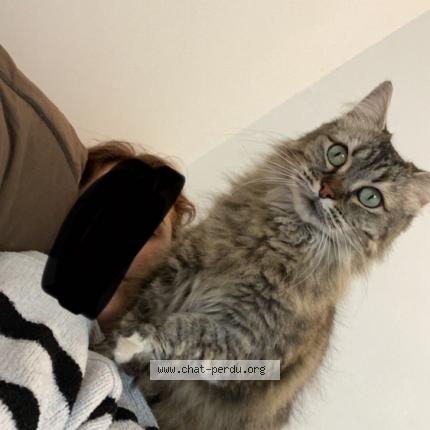 Photo 1/1 Chat retrouvé Perdu à Oyonnax