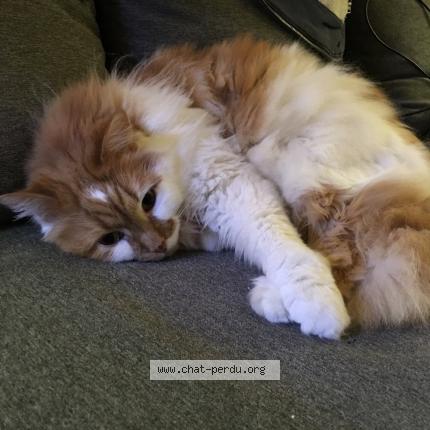 Photo 1/1 Chat retrouvé Perdu à Houdan