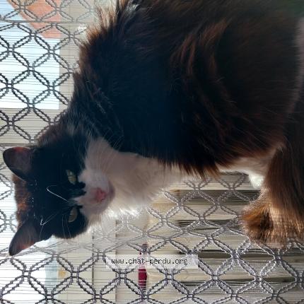 Photo 1/1 Chat retrouvé Perdu à Brest
