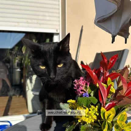 Photo 1/1 Chat retrouvé Perdu à Strasbourg