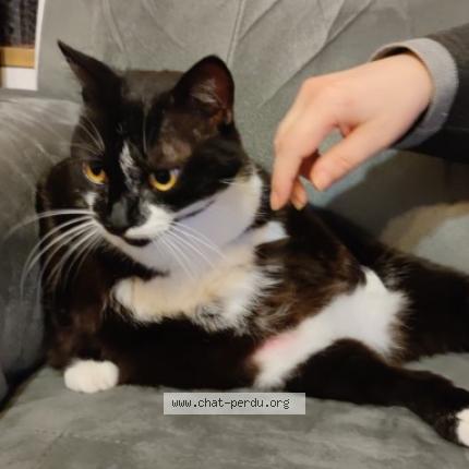 Photo de chat perdu à Gelos
