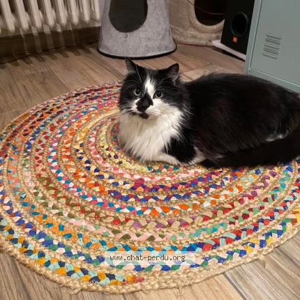 Photo de chat perdu à Saint Etienne