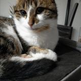 Photo de chat perdu à Mezeriat